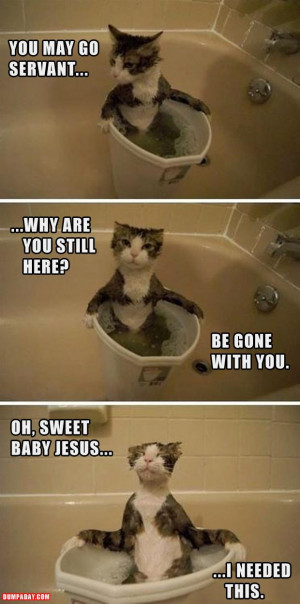 funny pictures, cat taking a bath