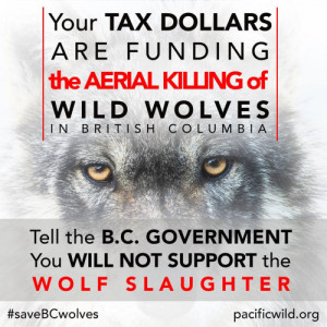 wolveswolves:Stop the unethical and inhumane British Columbian wolf ...