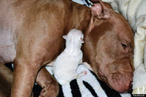 Pit Bull Adopts Orphaned Shih Tzu Puppies (VIDEO)