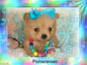 These are some of Url Picstopin Cute Teacup Chihuahua Wallpaper ...
