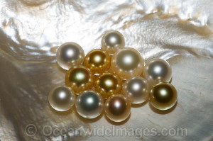 Oyster Pearl