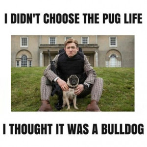 kingsman-pug-life-bulldog