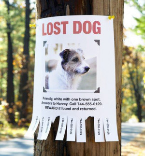 how to find a lost dog