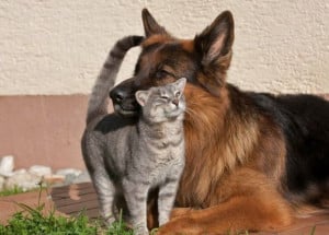 Unlikely Friendship Between Grey Kitty and German Shepherd