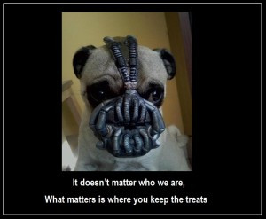Bane Kitty Meme