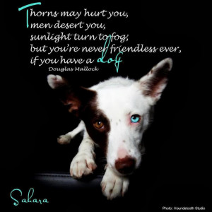 ... Turn To Fog, But You’re Never Friendless Ever, If You Have A Dog