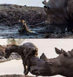Funny Pictures Rhino helping a baby zebra out of the mud