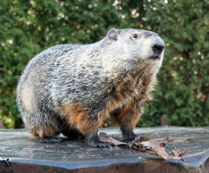 Punxsutawney Phil House