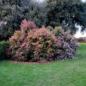 Camellia Mixed Pair in Border Pink Flowersl in Late Cornish Winter