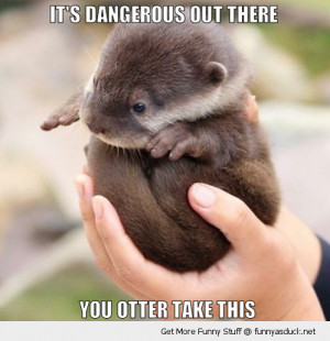 cute baby otter animal dangerous out there take this pun joke funny ...