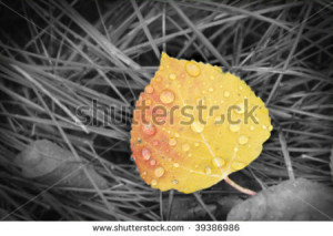 Aspen Leaf Autumn Beautiful...