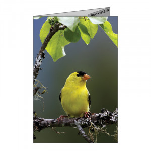 ... of American Goldfinch, quote by Maya Angelou, and perforated bookmark