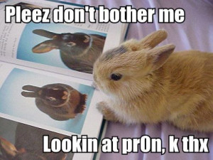 ... sayings, cute animal pictures captions, funny cats with captions