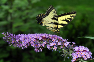 Real Purple Butterfly Pictures Hummingbirds Butterflies picture