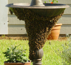 What Do I Do If I Have A Honey Bee Swarm?