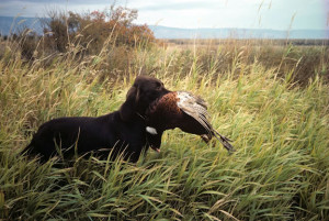 Dog retrieving a cock pheasant