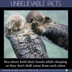 ... Otters Holding Hands, So Cute, Holdhand, Seaotter, Did You Know, Sleep