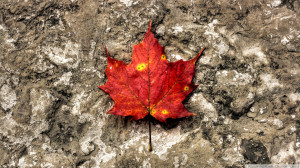 Dried Maple Leaf Wallpaper