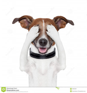 Royalty Free Stock Images: Hiding covering eye dog