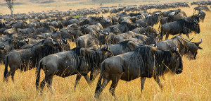 ... Honeymoon Safari Group Safari Tailor made Safari Wildebeest Migration
