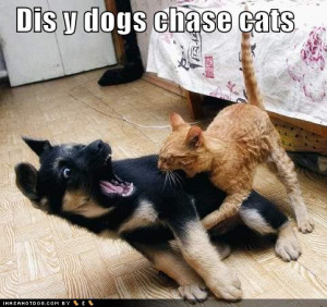 funny dogs and cats with captions funny puppy pictures funny animal ...