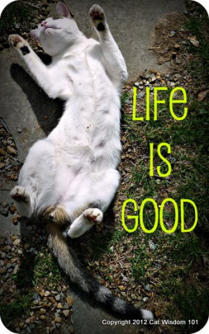 life -is-good-cute-cat-quote-cat wisdom 101