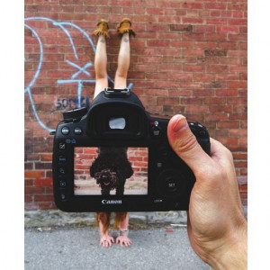 Cats are connoisseurs of comfort.” ― James Herriot, James Herriot ...