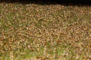 Growing fodder for chickens - Page 323