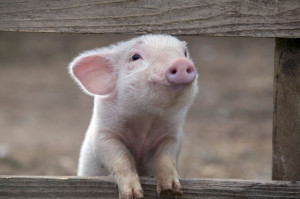 Schweinchen Wilbur und seine Freunde Charlotte's Web, Kinostart 04.01 ...
