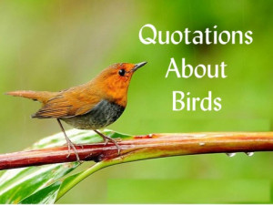 Inspirational Quotes About Birds