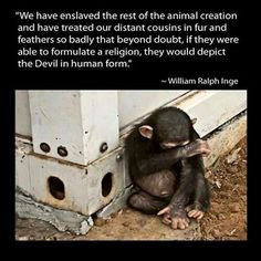 Animal quotes and animals lovers' quotes