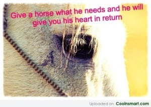 Horse Quote: Give a horse what he needs and...