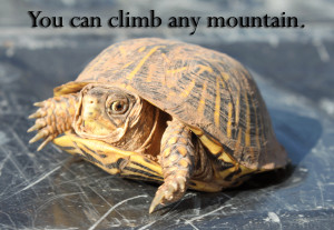 you can climb any mountain i believe in you