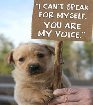 Quotes-about-animal-abuse-and-animal-rights