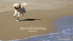 with bible verses image to download dog pictures with bible verses ...