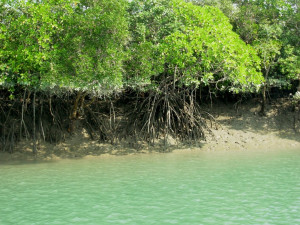 Mangrove Forest, Sundarban, W.Bengal