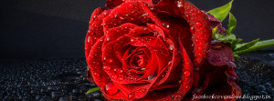 Red Rose Flower Facebook Cover