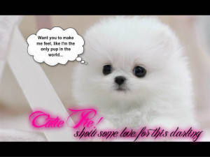 Related Pictures cute pomeranian dog 12 cute wallpaper cute and funny ...