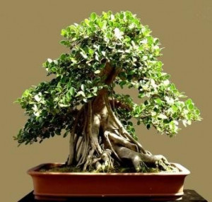Ficus Bonsai Tree