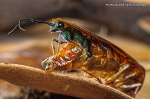 Emerald Cockroach Wasp Larvae