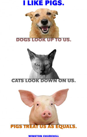 Funny Image Collection