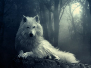 Wolves White Wolf