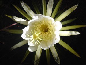 Night-Blooming Cereus