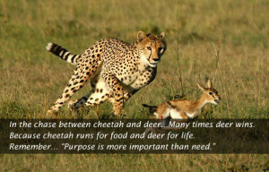 chase between cheetah and deer many times deer wins because cheetah ...