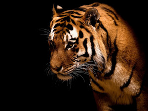 Download Desktop Windows 7 Tiger Big cat hd Wallpaper in high ...