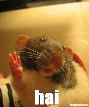 cute hamster saying hello just look at these cute little