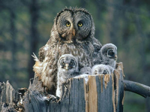 owl looks a little frazzled doesn t she i can t imagine why mother owl ...