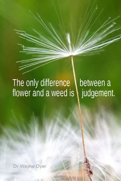 ... difference between a flower and a weed is a judgment. - Dr Wayne Dyer