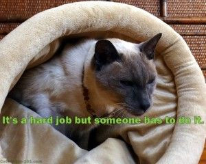 Cat Wisdom 101 | The Hardest Working Mancats Cyber Monday Sale