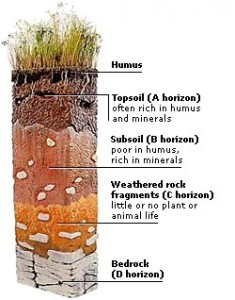 Soil is considered the skin of the earth. It contains most of the ...